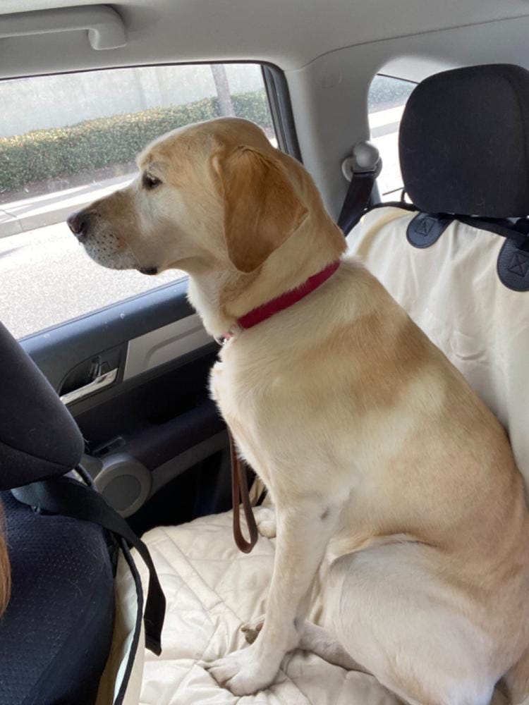 Customer photo review of Dog Rear Seat Cover with Hammock - Regular