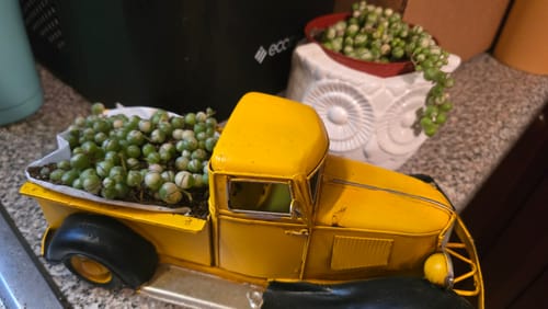 Customer photo review of Senecio Rowleyanus Variegata | Variegated String of Pearls
