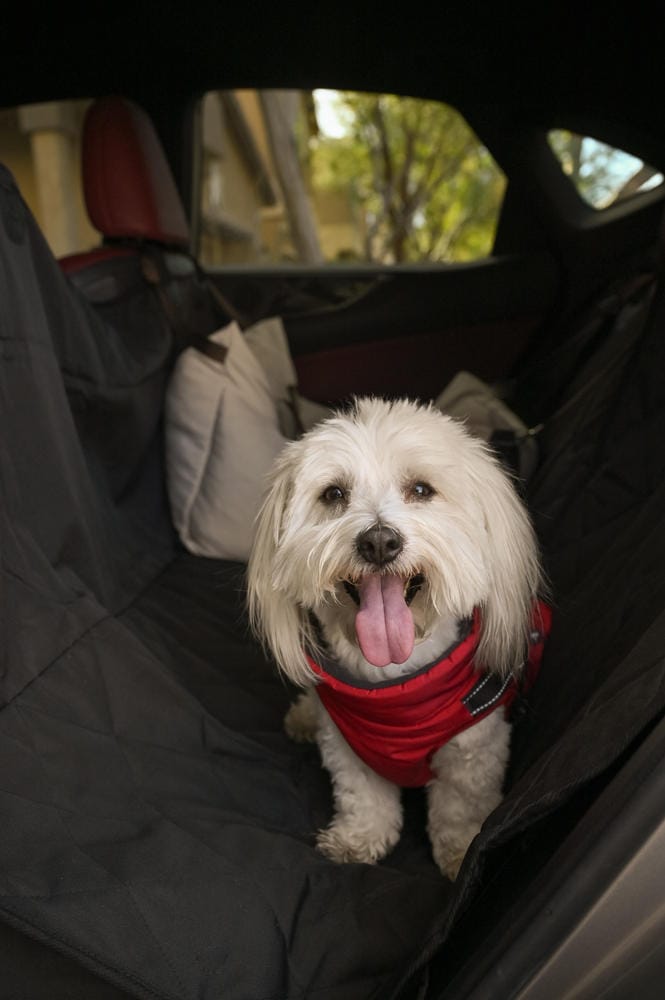 Customer photo review of Rear Seat Cover for Fold Down Seats with Hammock - Regular