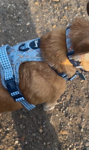 Customer photo review of Disney© Tough Trails™ Harness - Bambi + Friends Blue