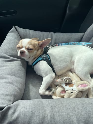 Customer photo review of Seggiolino Auto Mattias (Soft Touch) Grigio Medio