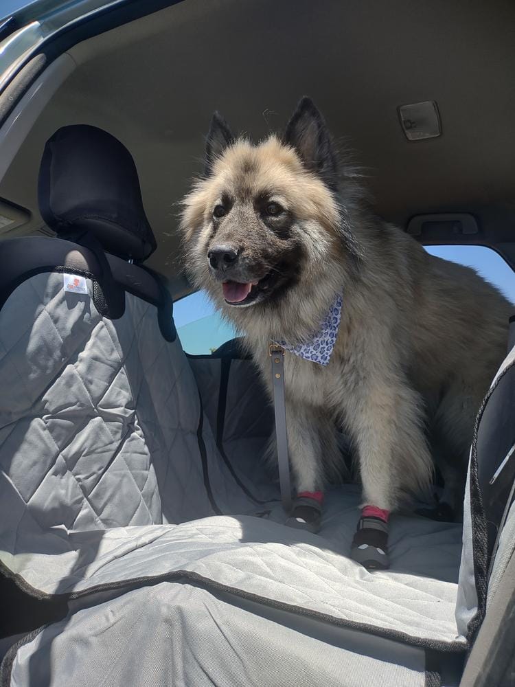 Customer photo review of Dog Rear Seat Cover with Hammock - Regular