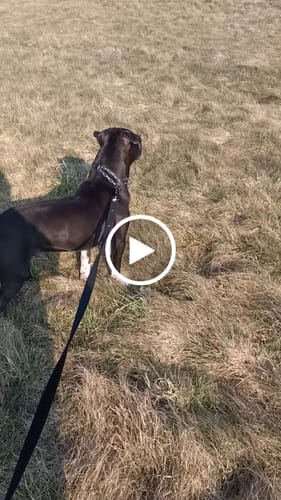 Customer video review of Smycz z odblaskiem - Guard Leash Safe Czarna