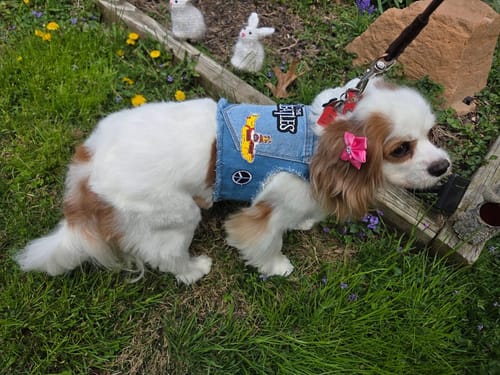 Customer photo review of Fab Four Harness