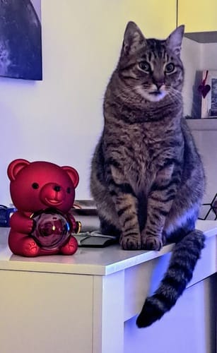 Customer photo review of Eternal Rose Bear & Personalized Necklace
