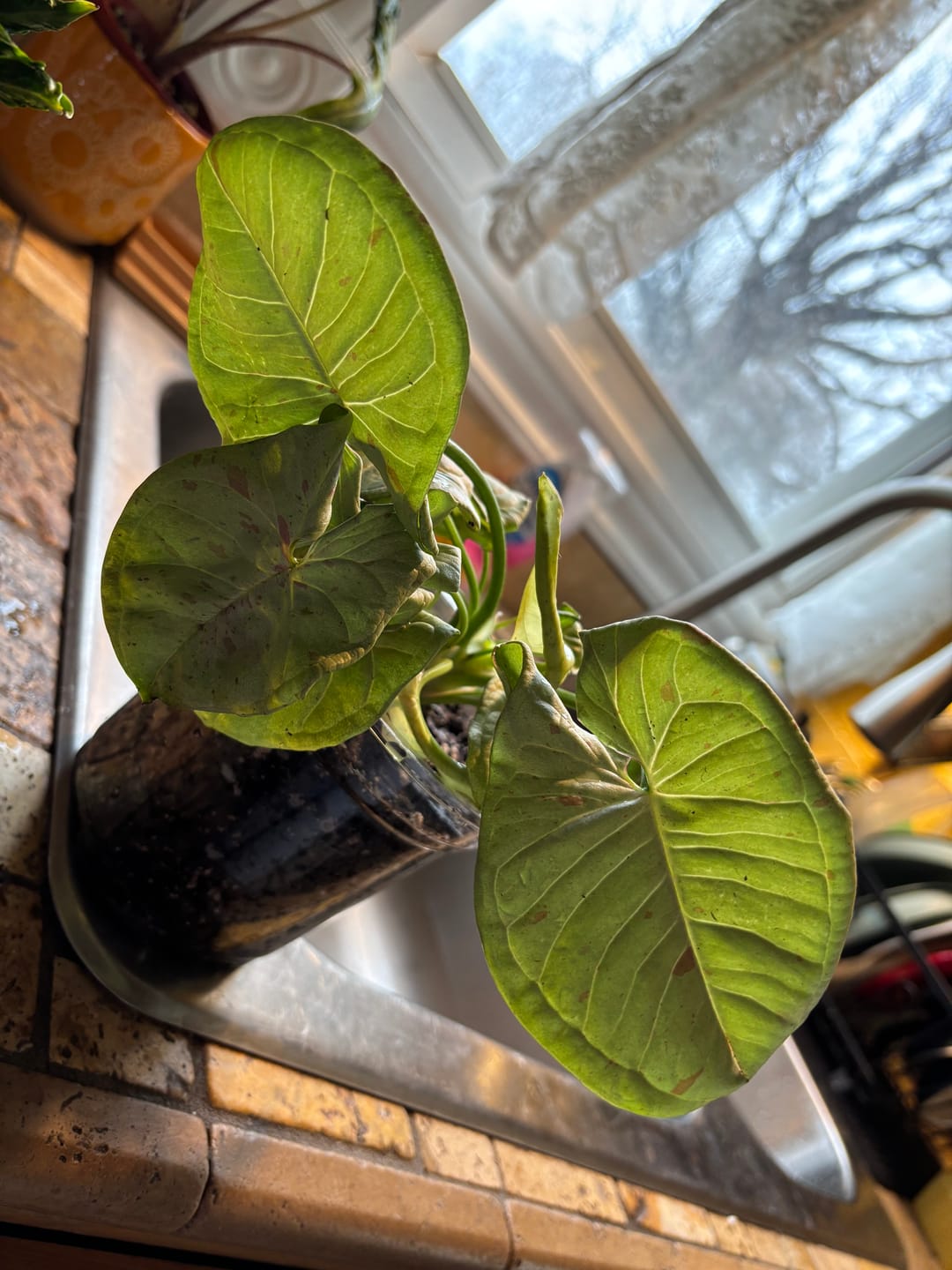 Customer photo review of Syngonium podophyllum 'Milk Confetti'
