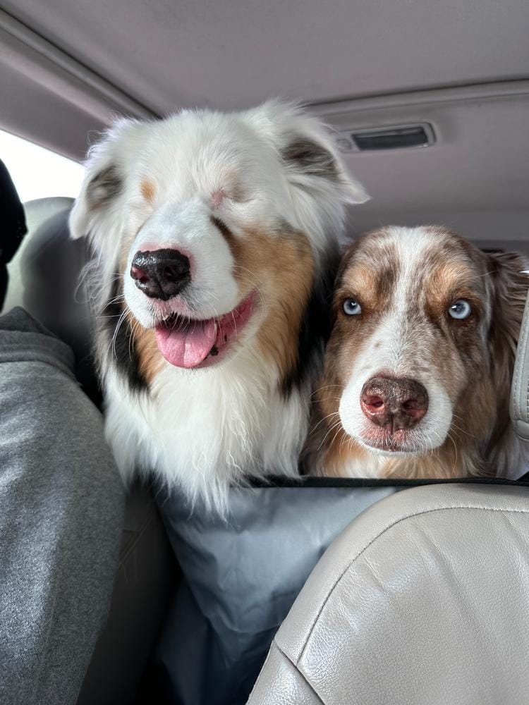 Customer photo review of Rear Seat Cover for Fold Down Seats with Hammock - Regular