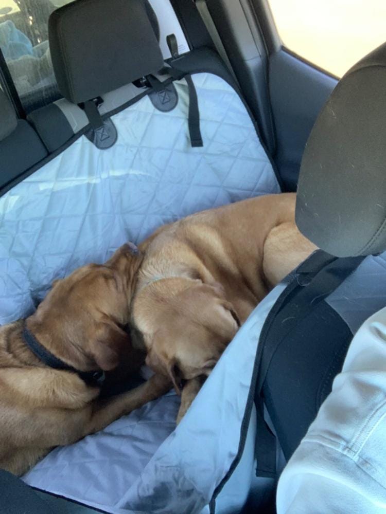 Customer photo review of Dog Rear Seat Cover with Hammock - Regular