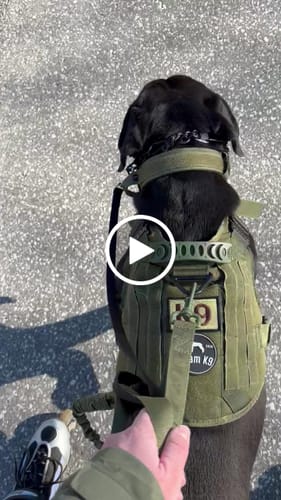 Customer video review of Classic Heavy-Duty Tactical No-Pull Team K9™ Dog Harness With Front & Back D-Rings, Quick-Release Metal-Buckles, Hook & Loop Panels, & Top Handle