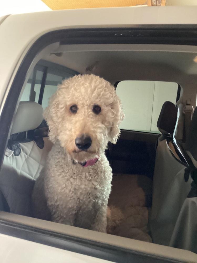 Customer photo review of Dog Rear Seat Cover with Hammock - Regular
