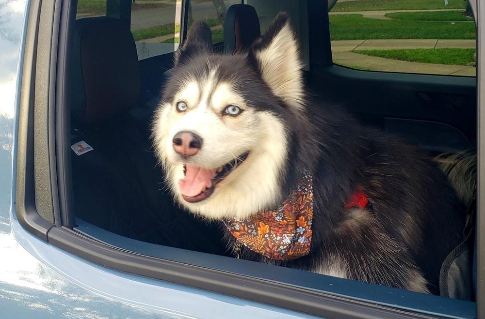 Customer photo review of Dog Rear Seat Cover with Hammock - Regular