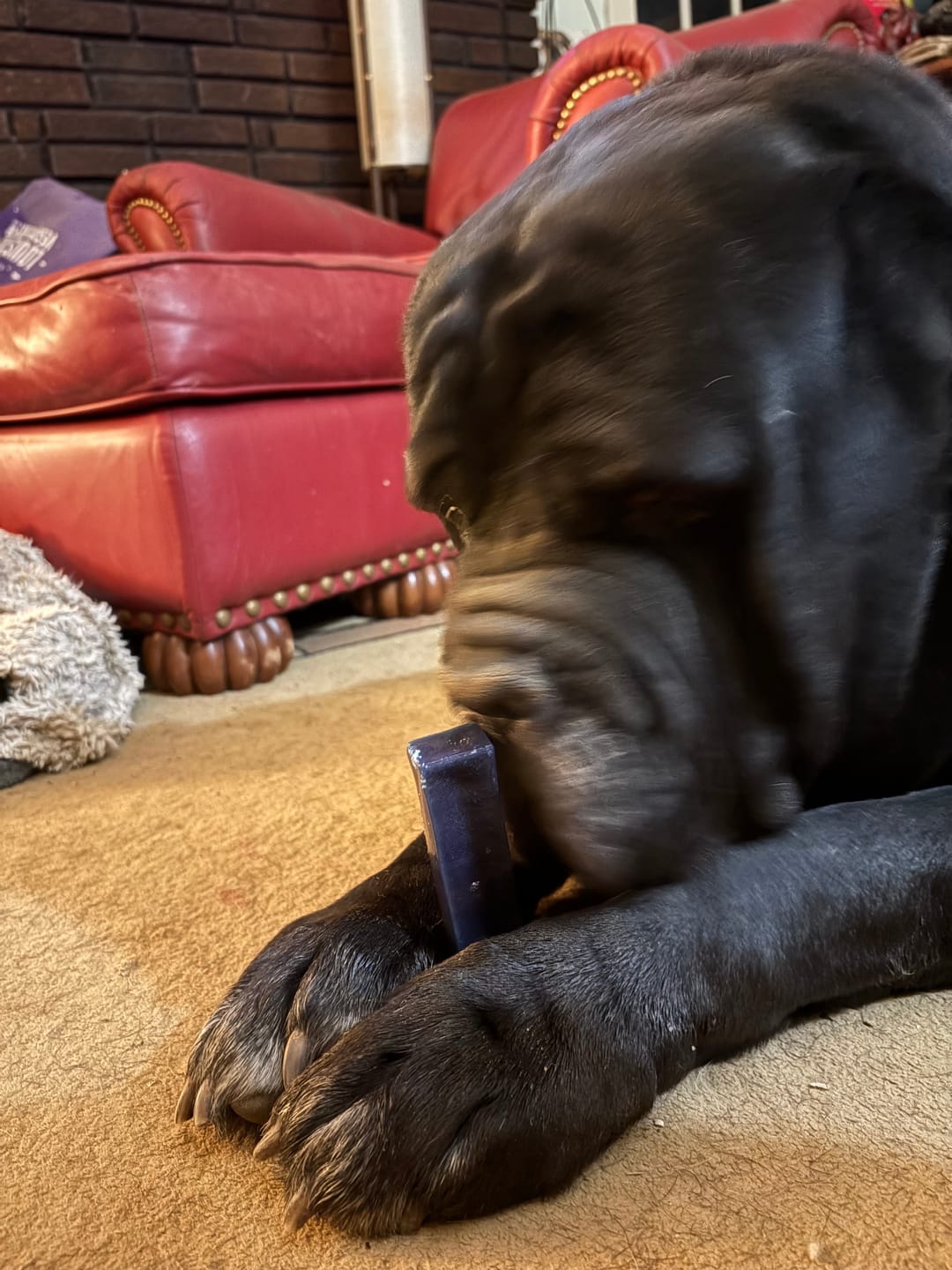 Customer photo review of Blueberry Himalayan Yak Chew (MEDIUM)