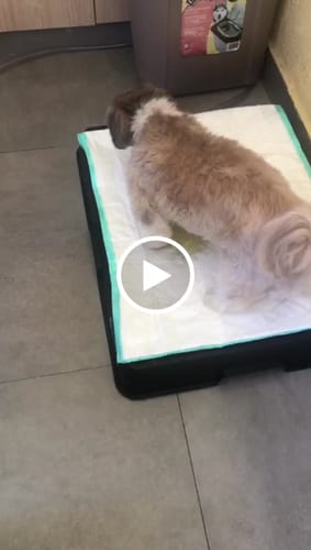 Customer video review of Weasy Cão