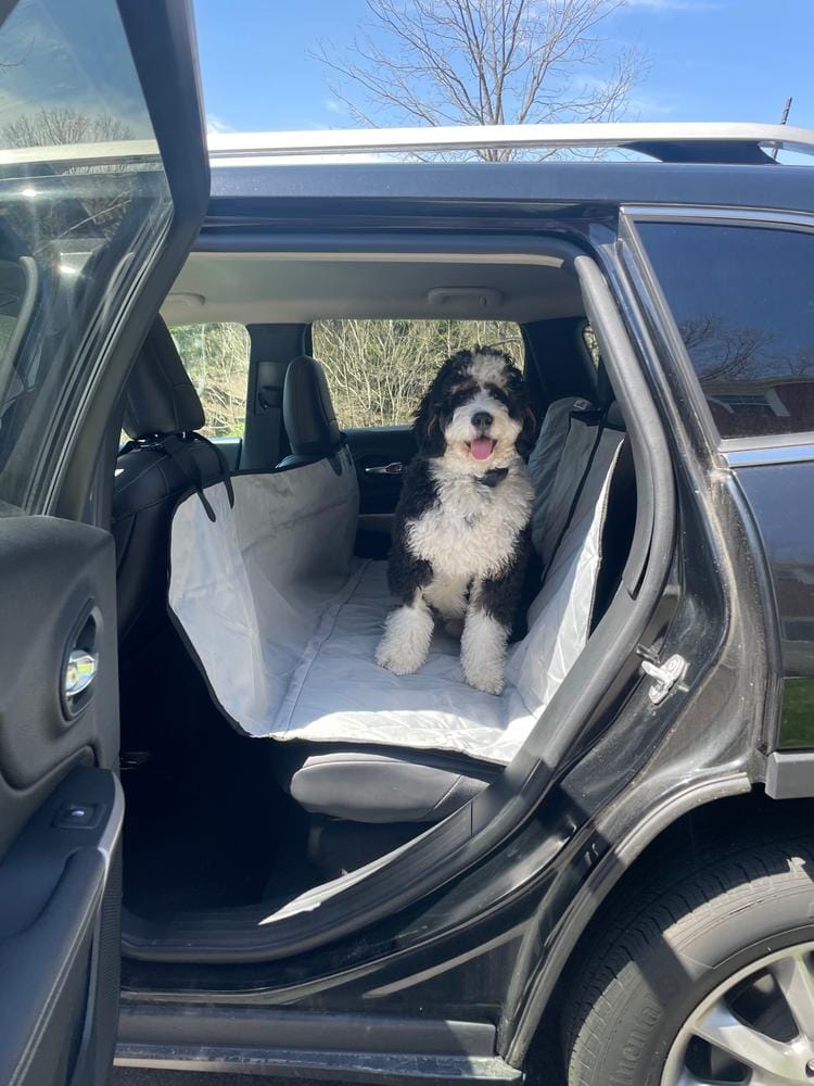 Customer photo review of Dog Rear Seat Cover with Hammock - Regular
