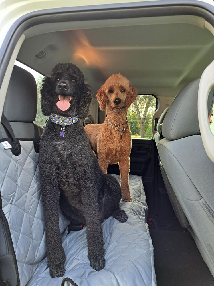 Customer photo review of Dog Rear Seat Cover with Hammock - Regular
