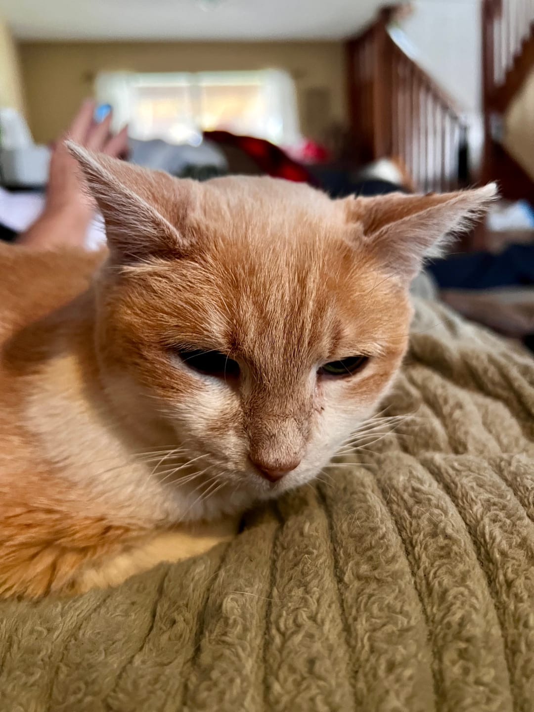 Customer photo review of Cat Arthritis & Joint Pain Relief Remedy