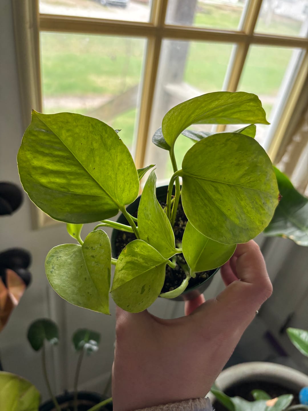 Customer photo review of Pothos Epipremnum aureum 'Jessenia'