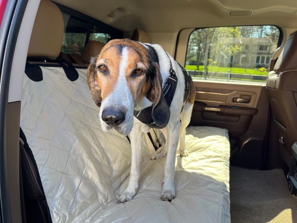 Customer photo review of Rear Seat Cover for Fold Down Seats with Hammock - Regular