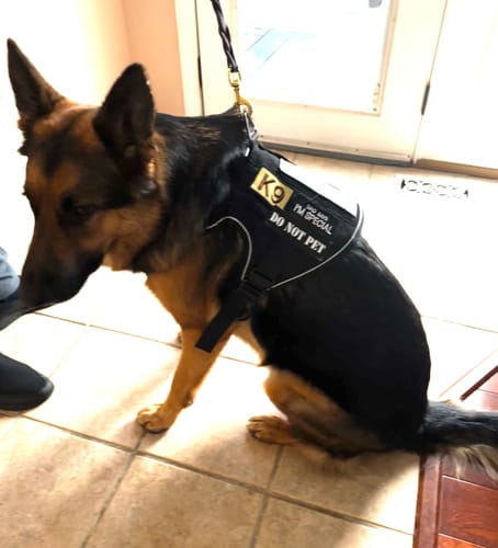 Customer photo review of NEW Upgraded Tactical No-Pull Team K9™ Dog Harness with 4 Quick-Release Metal Buckles, Reinforced Front & Back D-Rings, Hook & Loop Panels, Adjustable Straps, Reflective Strips, & Top Handle