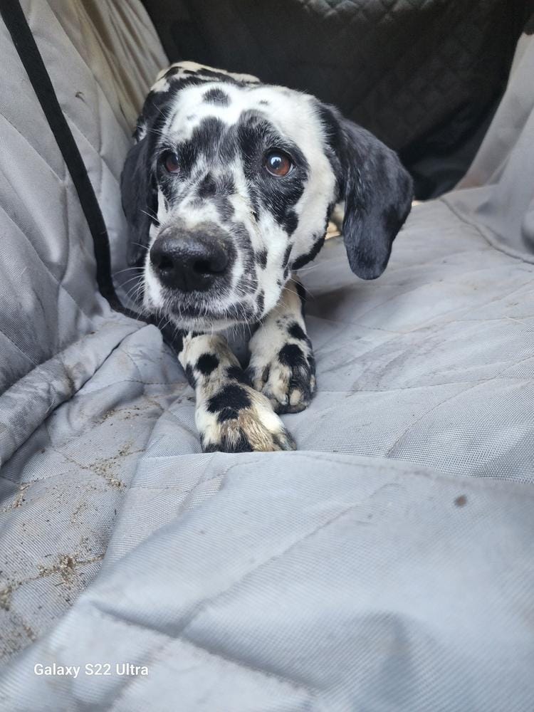 Customer photo review of Dog Rear Seat Cover with Hammock - Regular