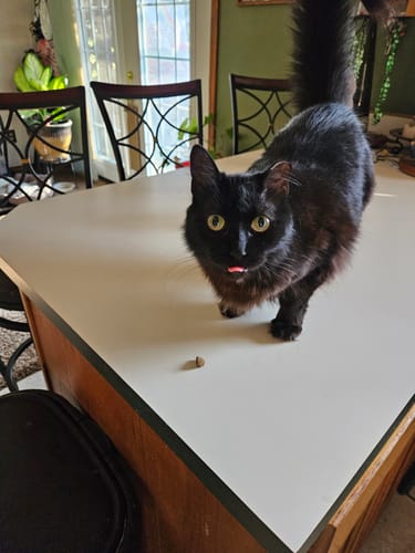 Customer photo review of GCP Flea & Tick Natural Defense for Cats - 100 Soft Chews