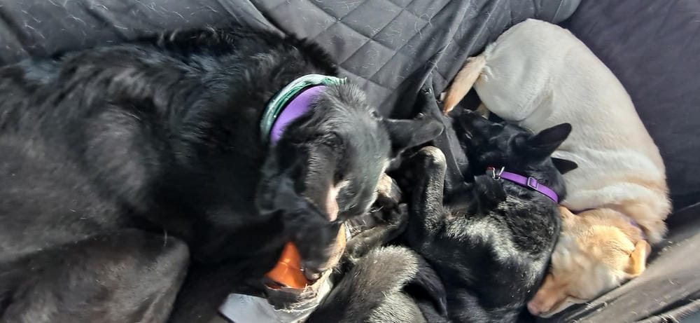 Customer photo review of Dog Rear Seat Cover with Hammock - Regular
