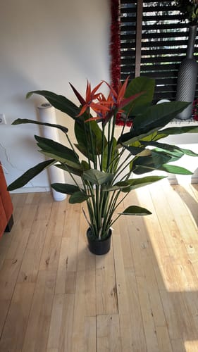 Customer photo review of Strelitzia Kunstplant 120cm met bloem