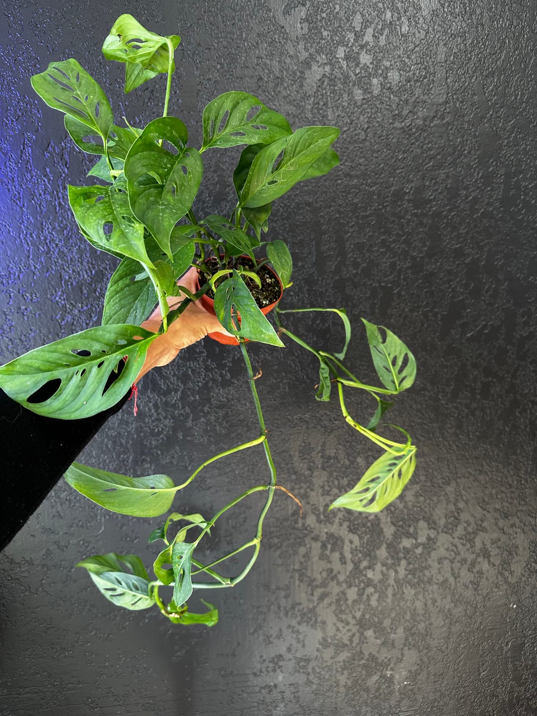 Customer photo review of Monstera adansonii Narrow Leaf