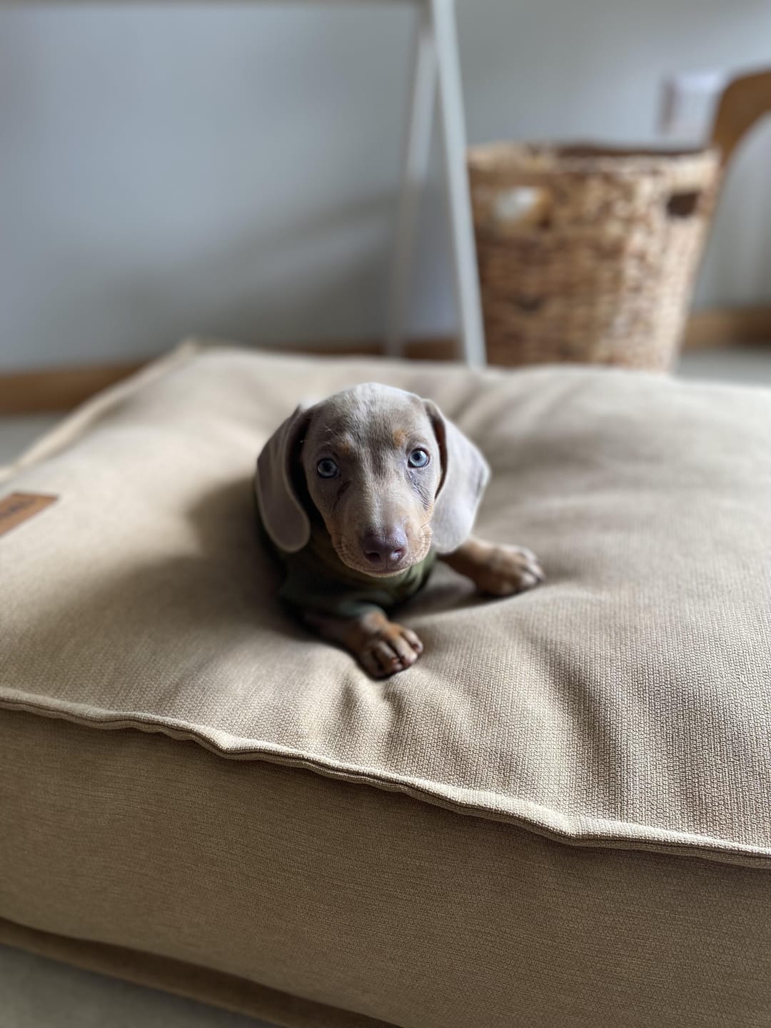 Customer photo review of Cama Cojín Canela