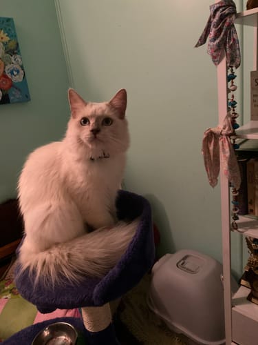 Customer photo review of 1 Month Supply – 1 Cat