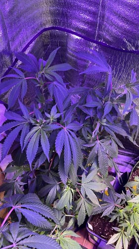 Customer photo review of Hanfstecklinge | Picasso Moon