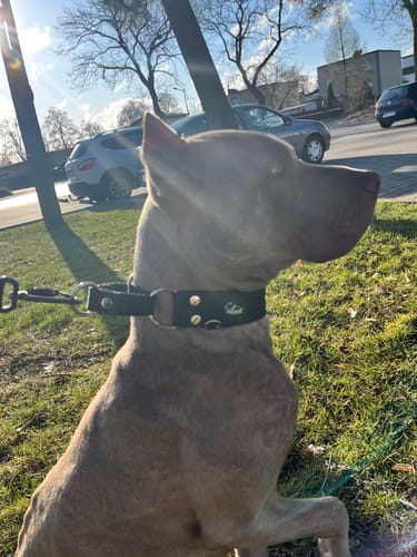 Customer photo review of Smycz z dodatkową rączką - Guard Leash Black Edition Czarna