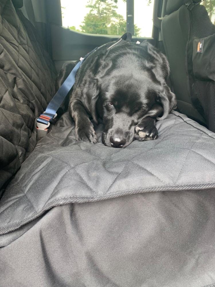 Customer photo review of Dog Rear Seat Cover with Hammock - Regular