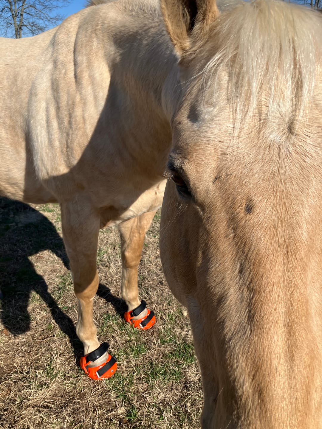 Customer photo review of Renegade® Viper Shield™ Hoof Boots - Cosmic Orange