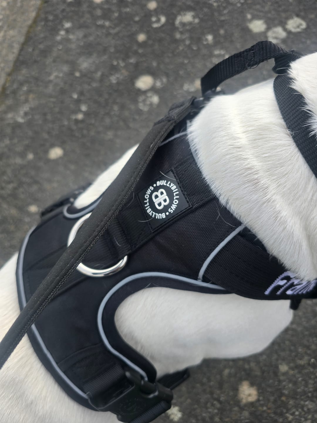 Customer photo review of Comfort Premium Harness | Non Restrictive - Black