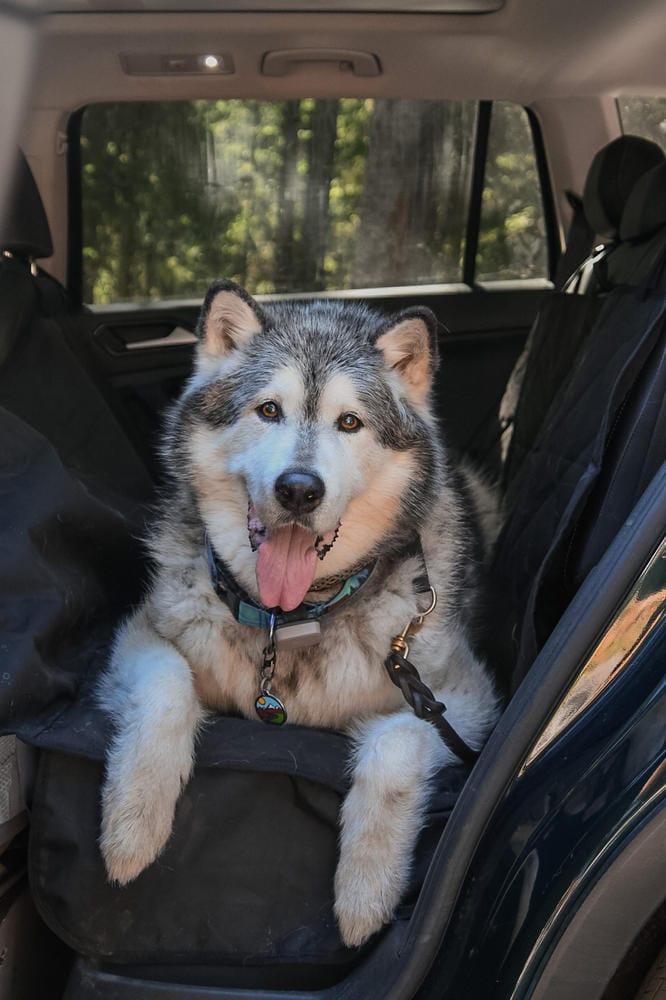 Customer photo review of Rear Seat Cover for Fold Down Seats with Hammock - Regular