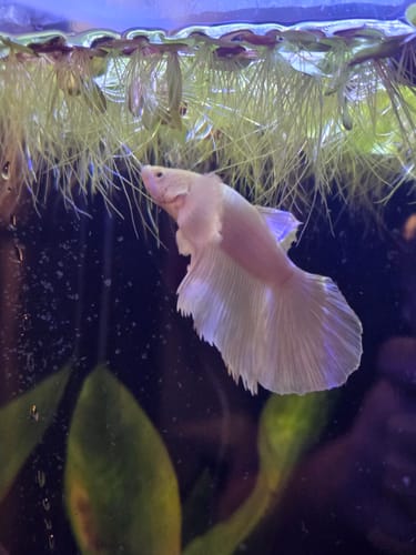Customer photo review of Super White Dumbo Ear Halfmoon Male Betta Fish