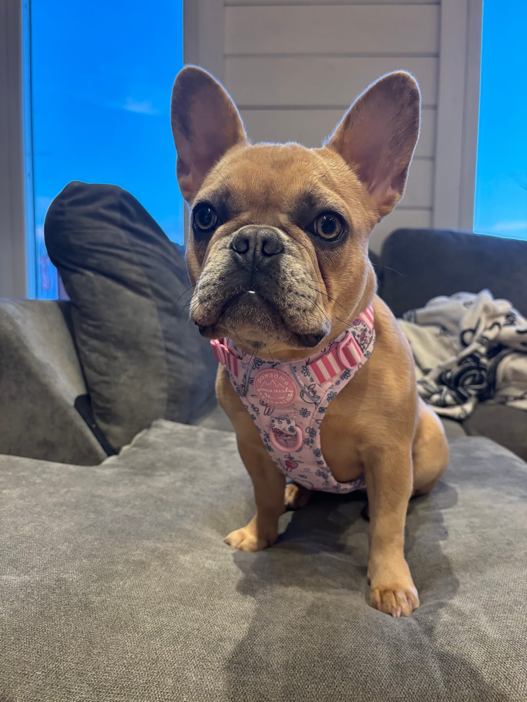 Customer photo review of Disney© Tough Trails™ Harness - Piglet