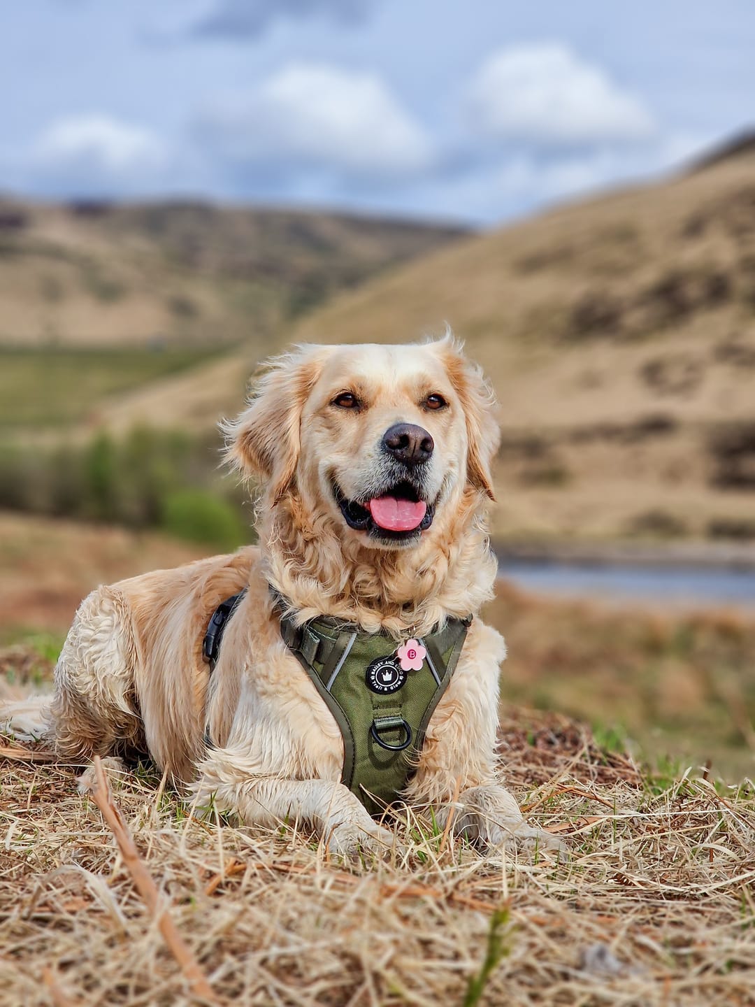 Customer photo review of Trail & Glow® Dog Harness - The Khaki One