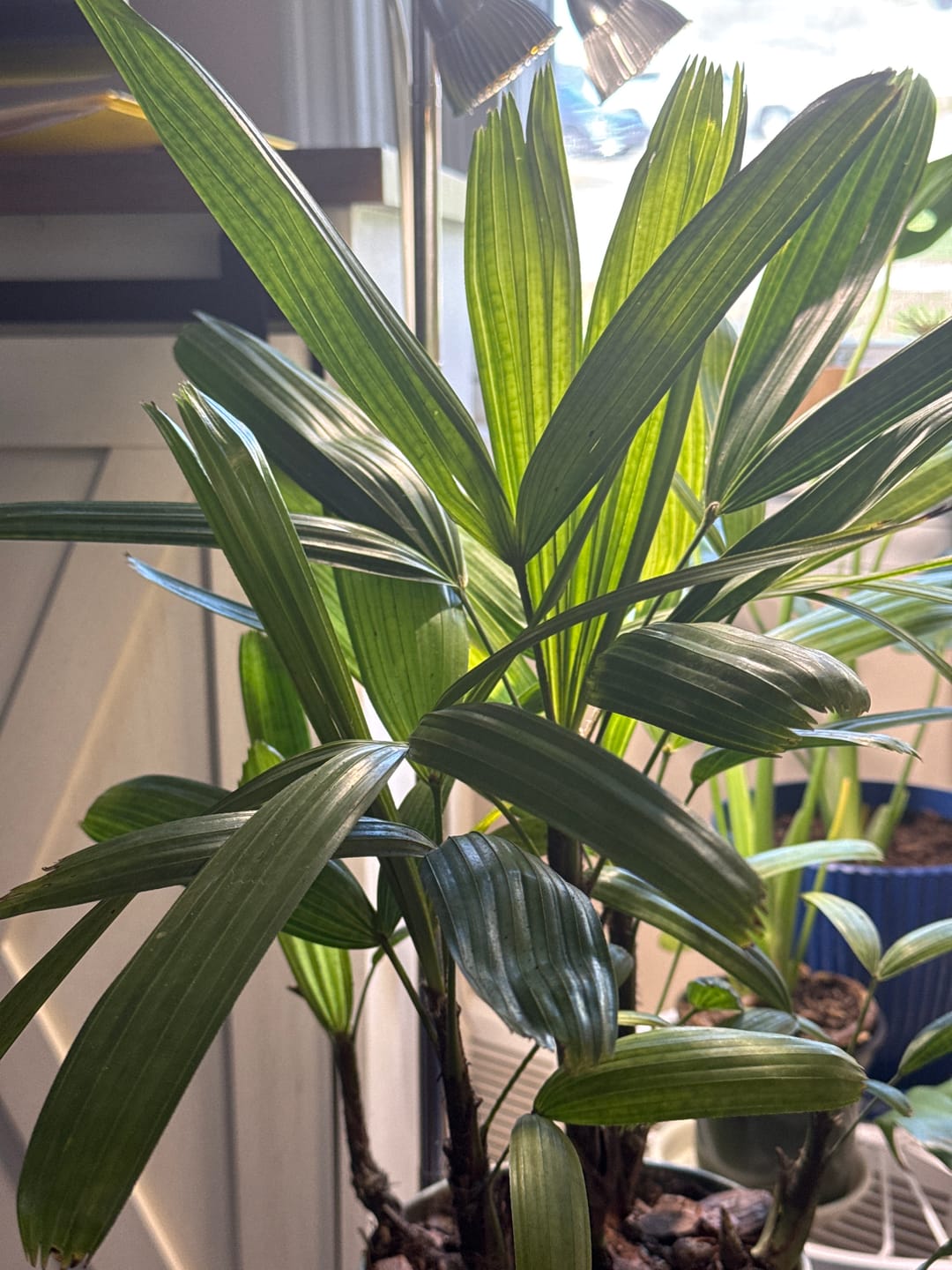 Customer photo review of Lady Palm, Rhapis Excelsa, Indoor Queen Palm