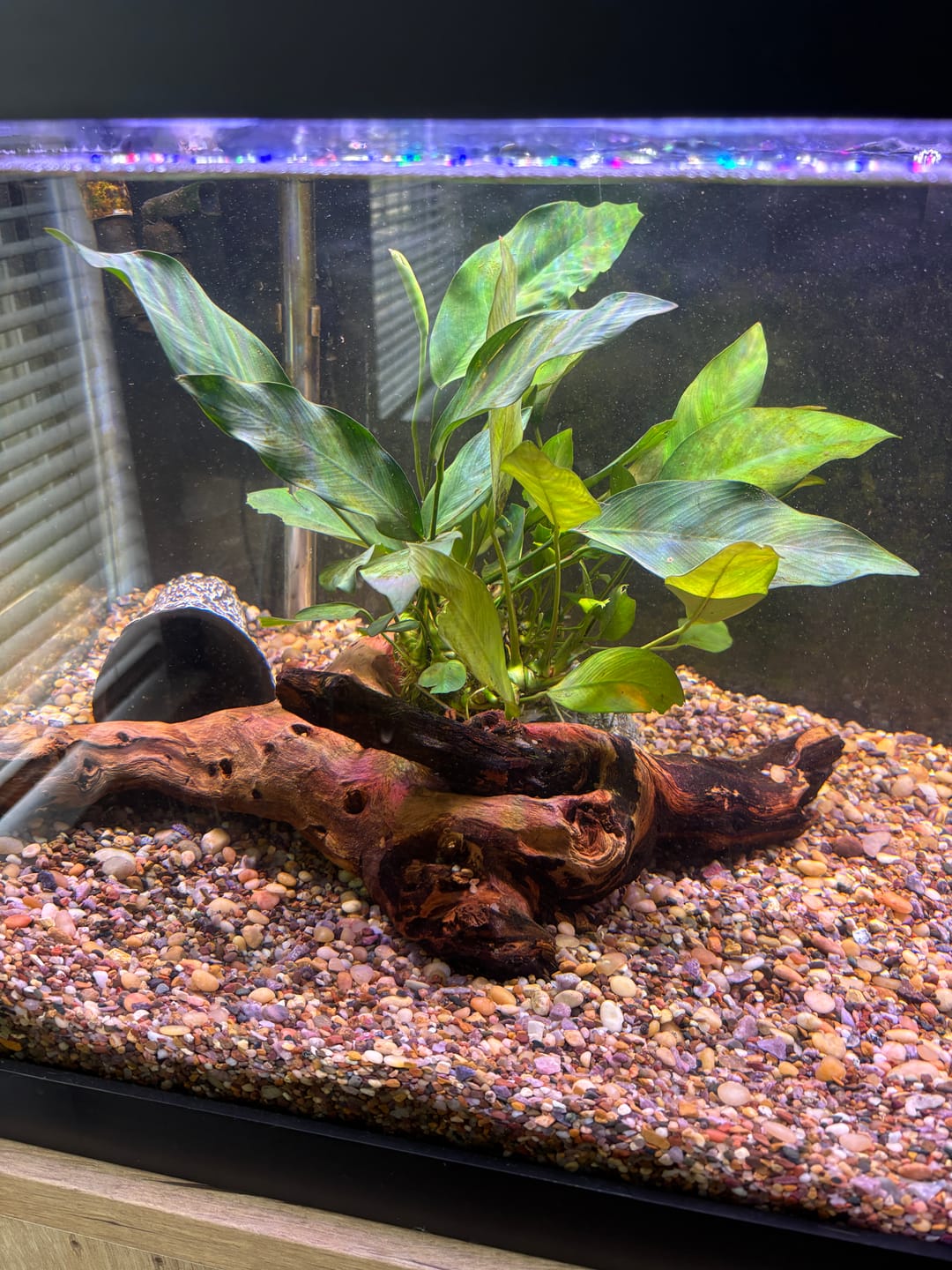 Customer photo review of Anubias Nancon