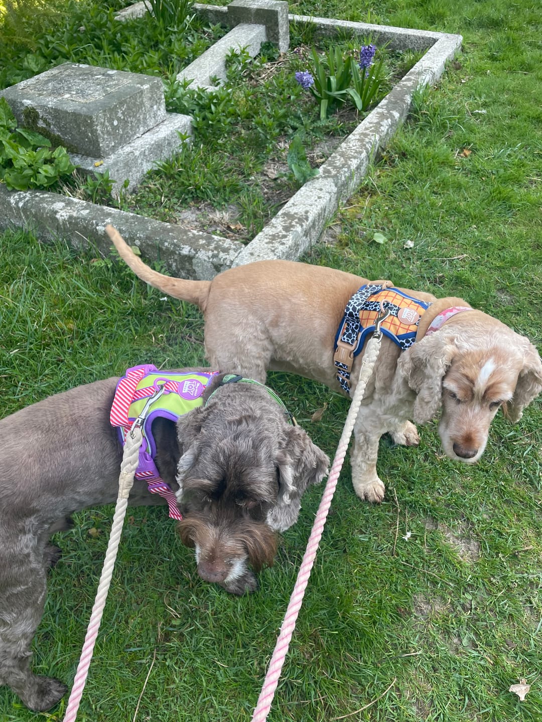 Customer photo review of Disney© Tough Trails™ Harness - Buzz Lightyear