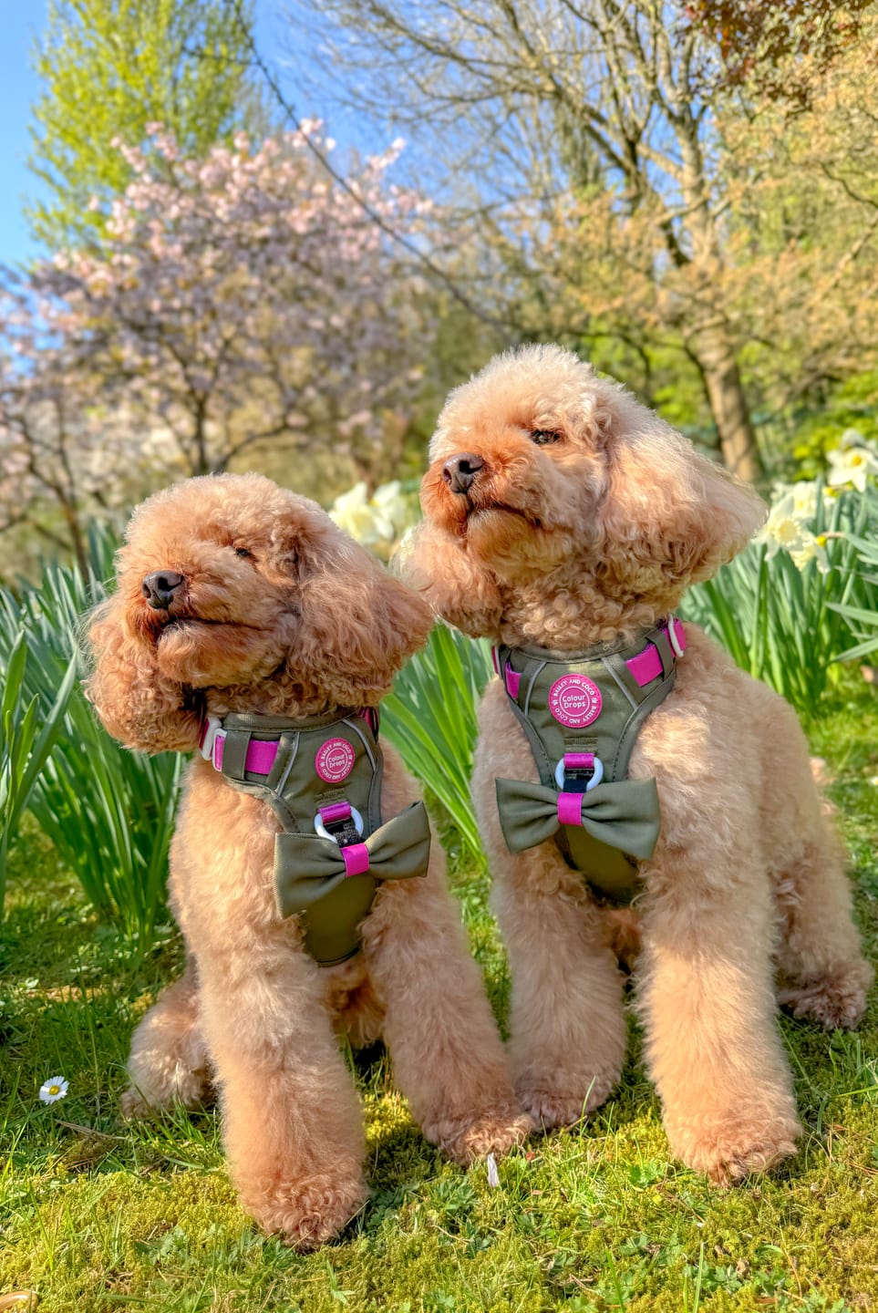 Customer photo review of Trail & Glow Dog Harness - COLOUR DROPS® - Olive it Hot