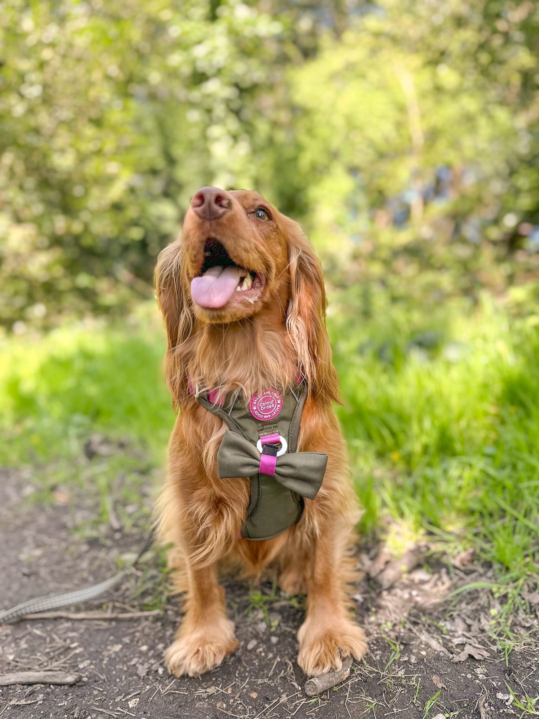 Customer photo review of Trail & Glow Dog Harness - COLOUR DROPS® - Olive it Hot