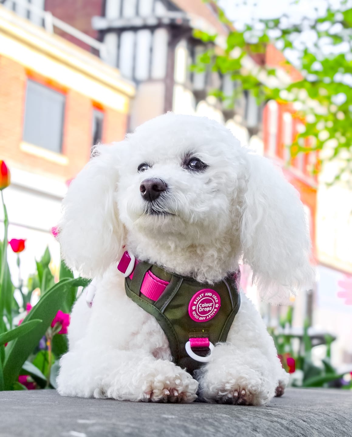 Customer photo review of Trail & Glow Dog Harness - COLOUR DROPS® - Olive it Hot