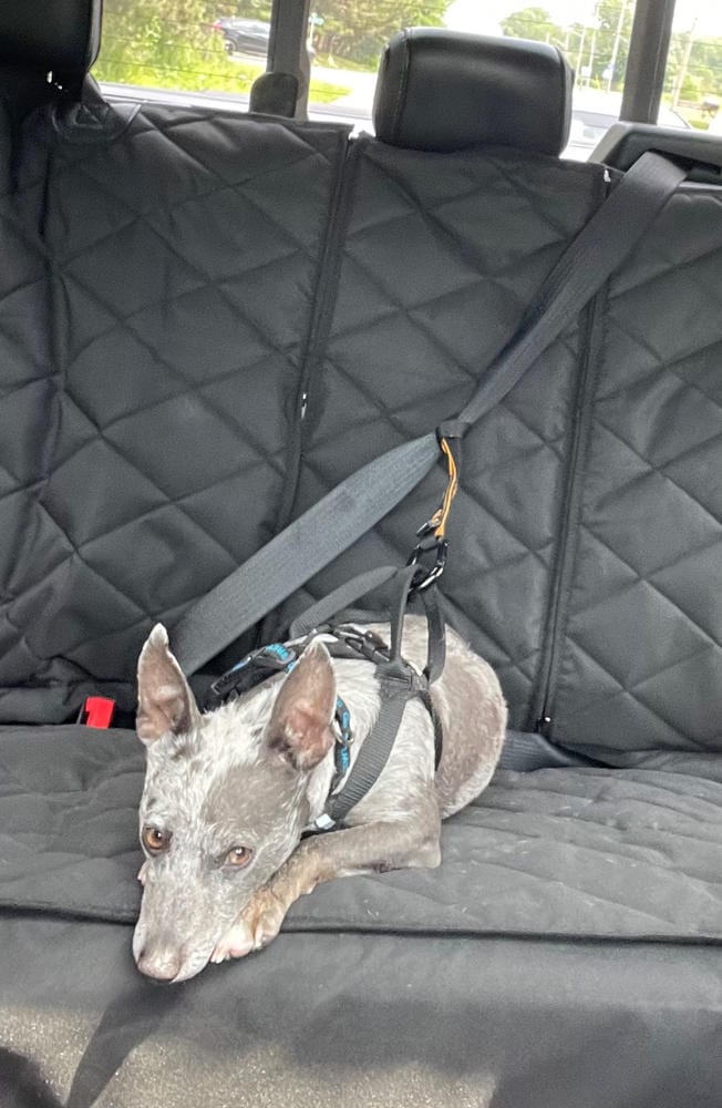Customer photo review of Rear Seat Cover for Fold Down Seats - No Hammock - Regular