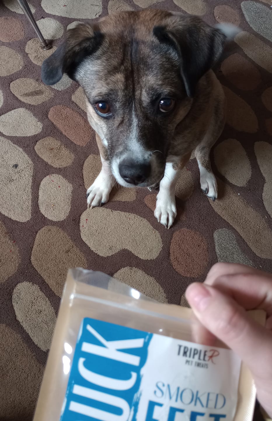 Customer photo review of Dehydrated Beef Lung