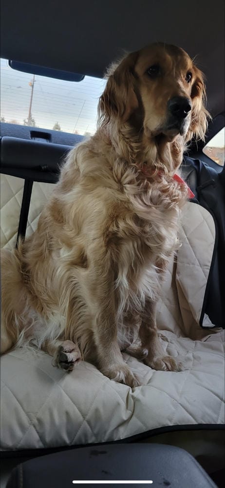 Customer photo review of Rear Seat Cover for Fold Down Seats - No Hammock - XL