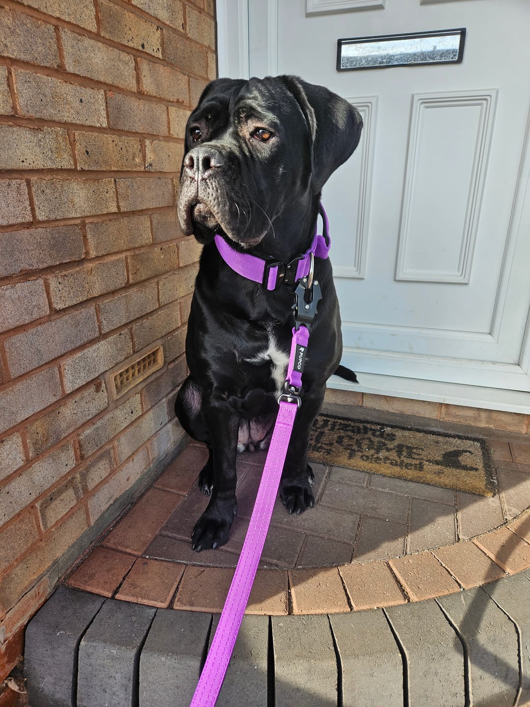 Customer photo review of Performance collar with handle 5CM - Purple