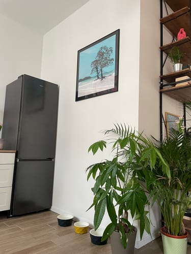 Customer photo review of Poster | Mangrovenbaum im Wasser | Quadrat